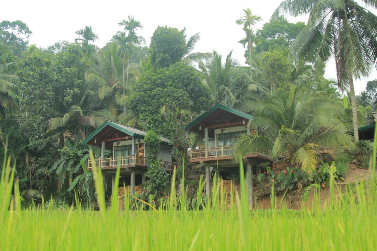 Hotel Rainforest Nest Deniyaya