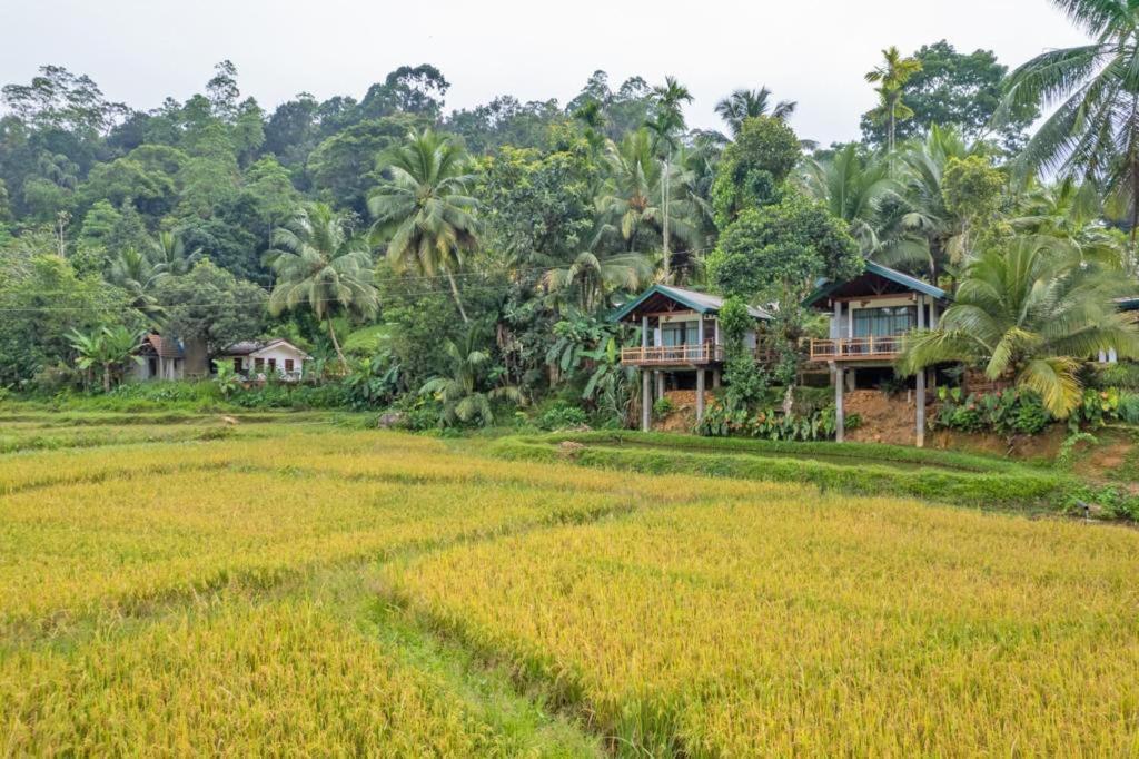 Rainforest Nest Deniyaya