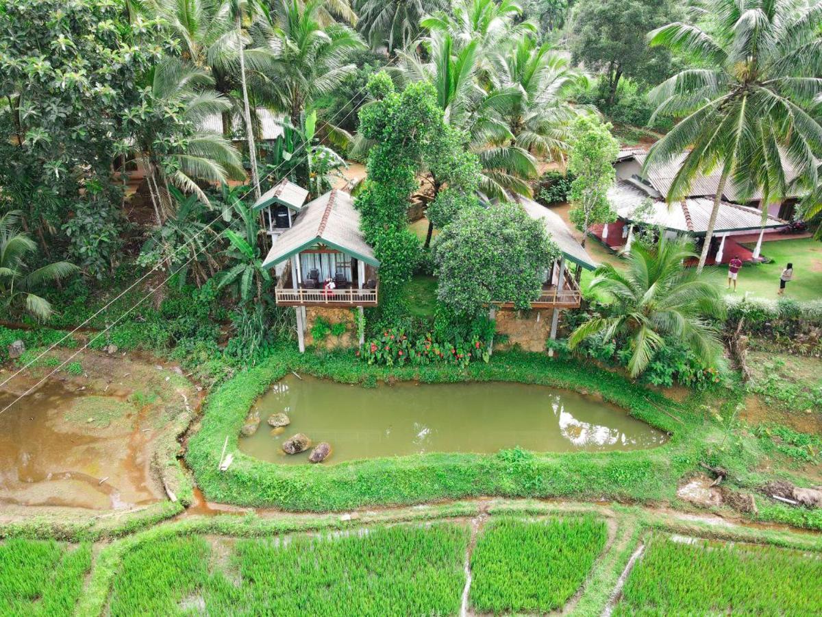 Rainforest Nest Deniyaya