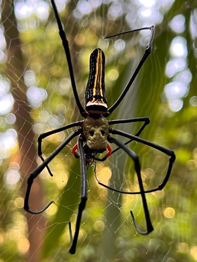 Hotel Rainforest Nest Deniyaya