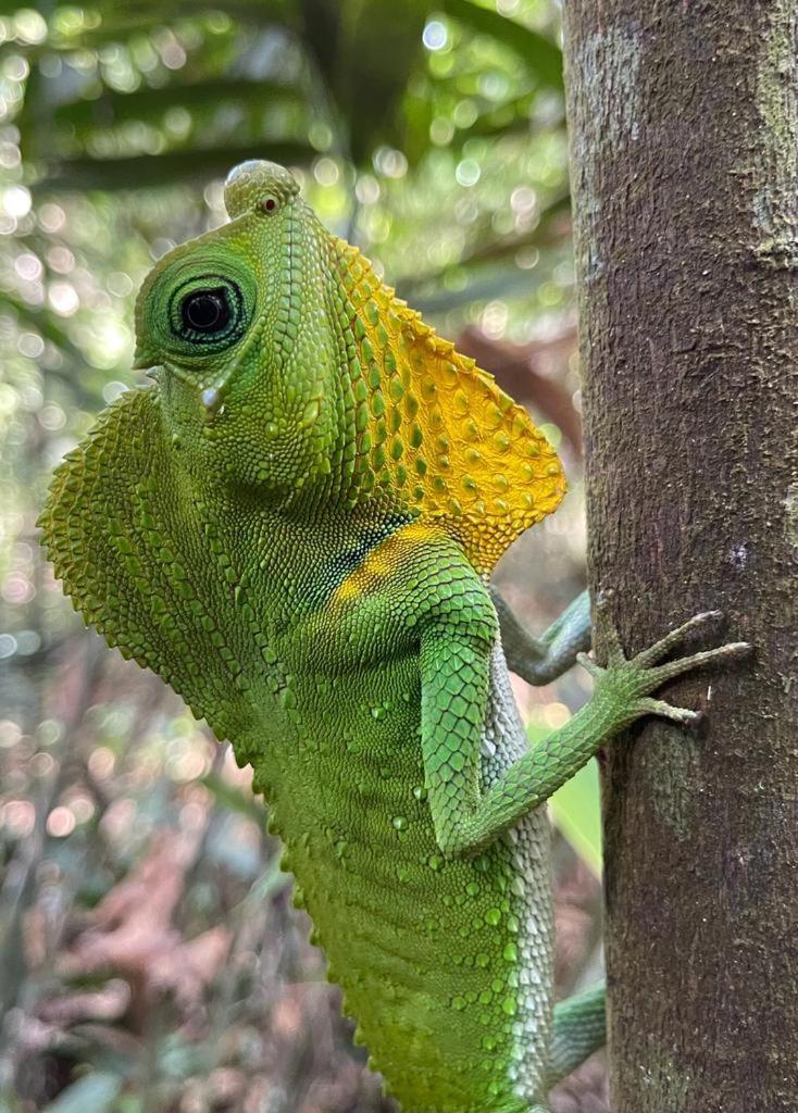 Hotel Rainforest Nest Deniyaya